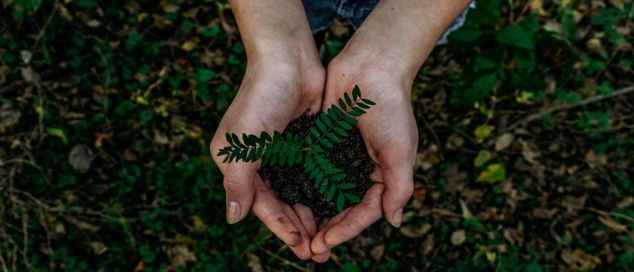 Project Arboreal