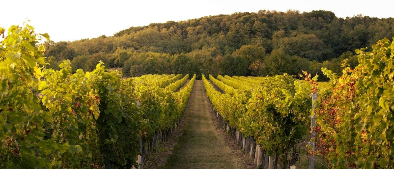 Winery Projects